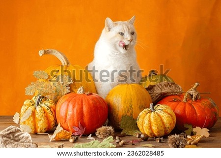 A big cat sits in pumpkins on an orange background and wants to eat them