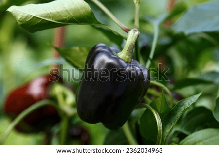 Sweet black Pepper Andromeda fruit ripening in summer kitchen garden Royalty-Free Stock Photo #2362034963