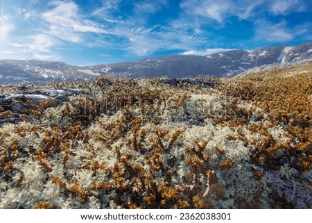 Arctic Tundra lichen moss close-up. Found primarily in areas of Arctic Tundra, alpine tundra, it is extremely cold-hardy. Cladonia rangiferina, also known as reindeer cup lichen. Royalty-Free Stock Photo #2362038301