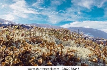 Arctic Tundra lichen moss close-up. Found primarily in areas of Arctic Tundra, alpine tundra, it is extremely cold-hardy. Cladonia rangiferina, also known as reindeer cup lichen. Royalty-Free Stock Photo #2362038345