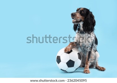 Cute cocker spaniel with soccer ball sitting on blue background Royalty-Free Stock Photo #2362045095