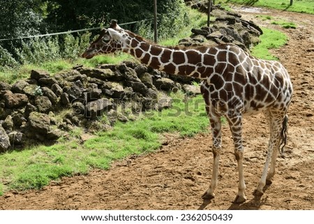 The reticulated giraffe (latin Giraffa reticulata or Giraffa camelopardalis reticulata) is a species or subspecies of giraffe native to the Horn of Africa, Somalia, southern Ethiopia, northern Kenya