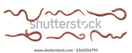 Set with many worms isolated on white