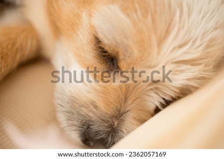 Close up chihuahua puppy dog sleeping  in bedroom.