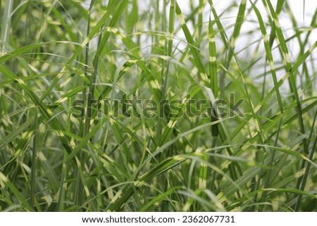 Strictus miscanthus sinensis, zebra grass in garden.