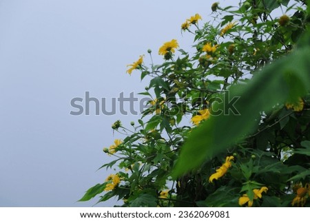 yellow flower and leaf nature background 