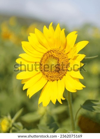 A CloseUp Picture of Sunflower with a Bee