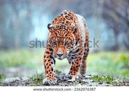 Jaguar in the jungle. Jaguar in natural habitat