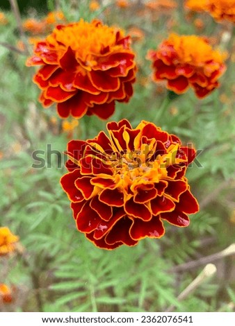 Marigold flowers after rain on a background of green leaves.