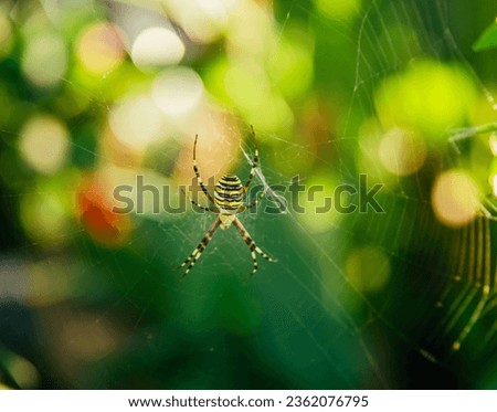 close up of yellow striped spider on web
