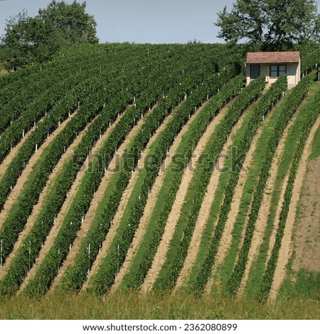 vineyard on a slope with a small wine house