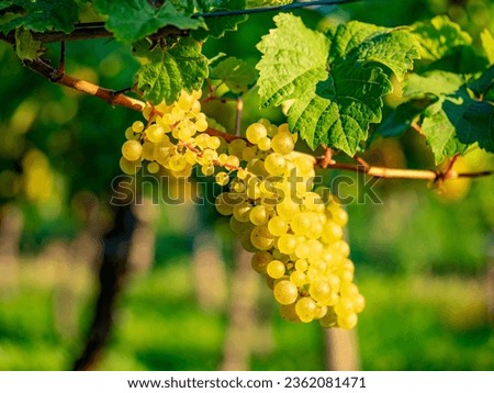 Ripe grapes on the vine in early autumn Royalty-Free Stock Photo #2362081471