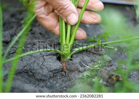 Ripe carrots on field. Organic farming. garden, orchard, natural economy, hobby and leisure concept
