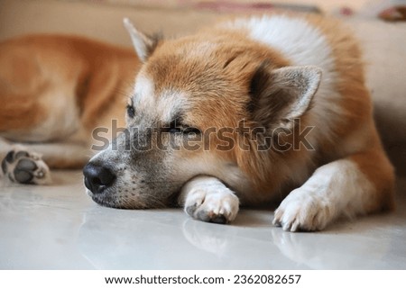 Picture of a dog sleeping on the floor. A large brown dog was unable to close his eyes due to anxiety. Lie down with your chin resting on the front of your right foot.