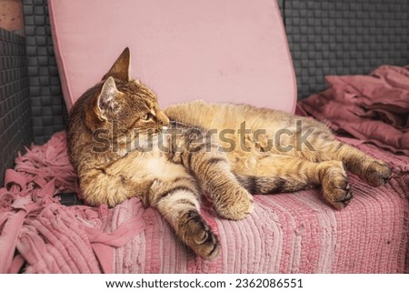 Cat lying on the patio sofa.High quality photo. High quality photo