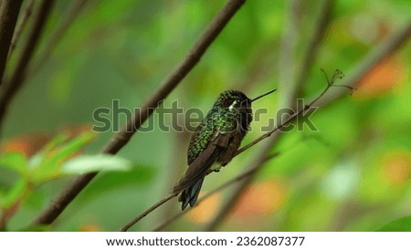 Small hummingbird modeling for a photo