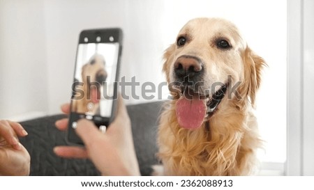 Girl hand with smartphone taking photo of golden retriever dog at home. Young woman photograph creates pet doggy shots with cell phone camera closeup Royalty-Free Stock Photo #2362088913