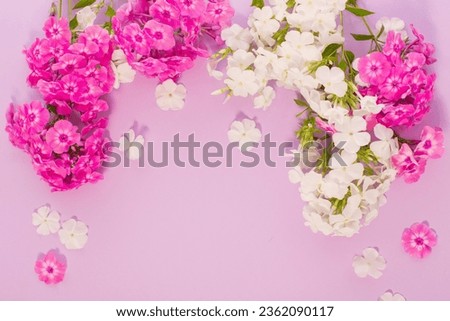 white and purple phloxes  on color paper background