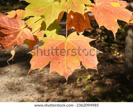 Fall Season Autumn Colors Nature Photography 