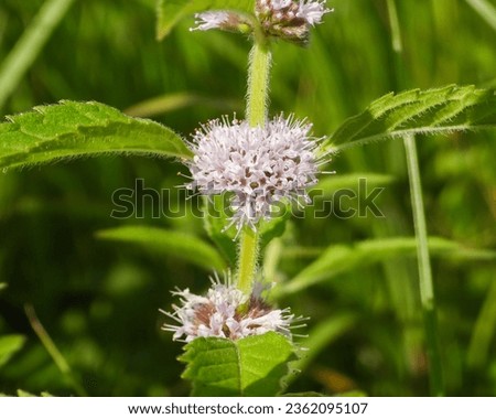 Mentha arvensis (Wild Mint) Native North American Herbal Plant Wildflower