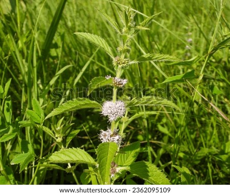 Mentha arvensis (Wild Mint) Native North American Herbal Plant Wildflower Royalty-Free Stock Photo #2362095109