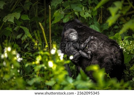 Mountain Gorilla riding on mother's back when the mother disappears in to the bushes at Bwindi Impenetrable Forest, Uganda Royalty-Free Stock Photo #2362095345