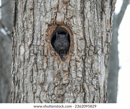 Squirrel Looking out of a Hole in a Tree Cute Wildlife Photo