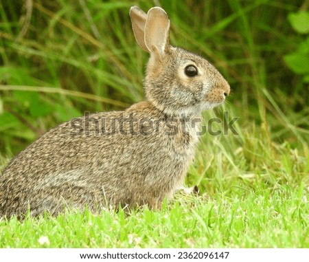 Eastern Cottontail (Sylvilagus floridanus) North American Bunny Rabbit