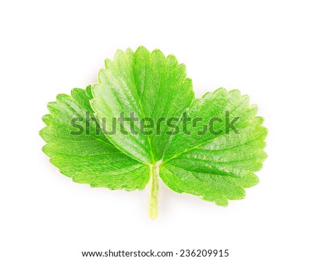 strawberry leaf Isolated on white background