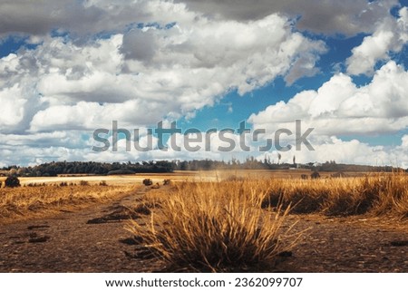 old bike path with grasses on the asphalt and beautiful blue sky next to a dirt road with farmland and trees
