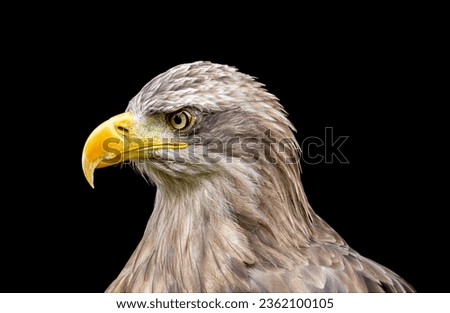 White-tailed eagle on black background.