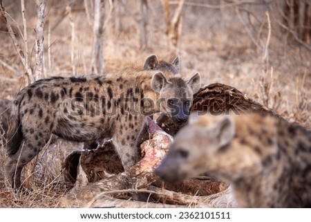 Hyena eating a Giraffe, Zimbabwe