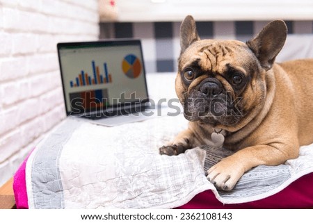 french bulldog next to a laptop with a spreadsheet. Data analysis, office work