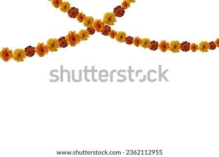 Marigold flowers garland isolated on white background. Marigold garland for day of the dead or halloween holiday design. Royalty-Free Stock Photo #2362112955