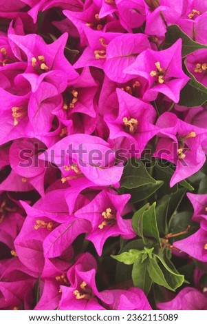 Showy pink bougainvillea and blooming small yellow flower with green leaves in summer. Full of screen blossom pink bougainvillea, close up. Vertical shooting.