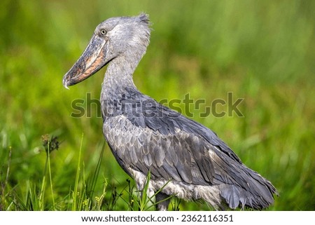 shoebill, (Balaeniceps rex), also called shoe-billed stork or whale-headed stork, large African wading bird. The species is named for its clog-shaped bill, which is an adaptation for catching and hold