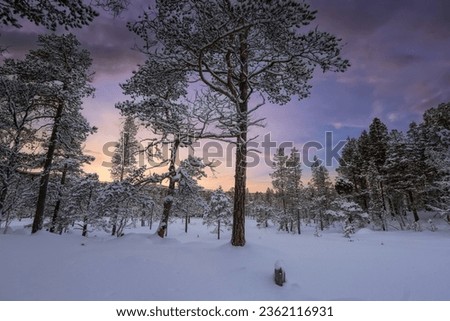 Snowy winter forest with pine trees covered with snow. The picture was taken in Innerdalen ( Innset), Norway