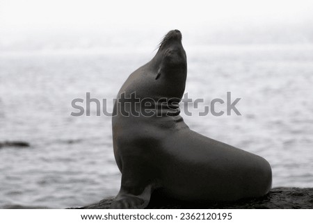 A PROFILE SHOT OF A LARGE SEALION LOOKING UP SUNNING TO WARM UP WITH A BRIGHT BACKGROUND IN HIGH KEY STYLE IN THE LA JOLLA COVE NEAR SAN DIEGO