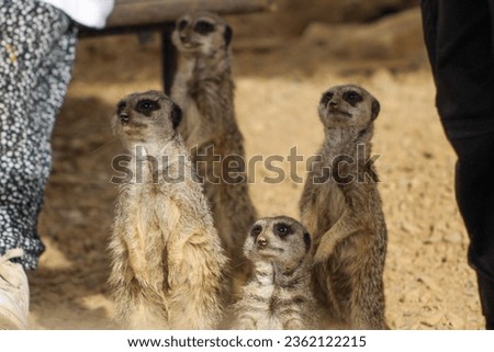 Four meerkats keeping a watch