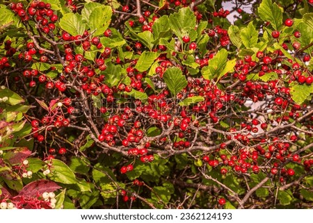  bush with red berries in autumn garden. Red fruits of Crataegus monogyna; known as hawthorn or single-seeded hawthorn; autumn background; autumn concept Royalty-Free Stock Photo #2362124193