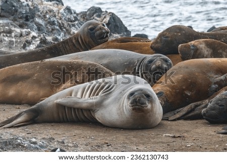 Elephant seal in Antarctic peninsula Royalty-Free Stock Photo #2362130743