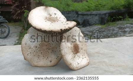 A picture of white mushrooms, suitable for cooking soup.