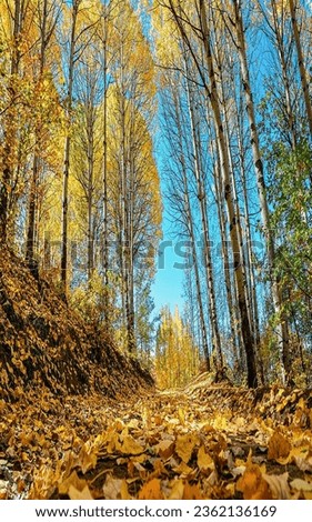 A wonderful view of tall forest trees, their yellow leaves falling to the ground in the fall season, creating a wonderful natural picture suitable as a wall painting as well as large framed pictures.