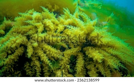 Black Sea, Hydroids Obelia, (coelenterates), Macrophytes Red and Green algae Royalty-Free Stock Photo #2362138599