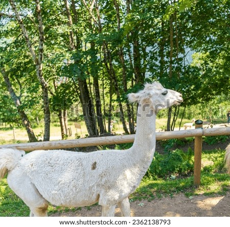 Animal park-Llama Mountain-in Summer - La Bresse-Vosges.