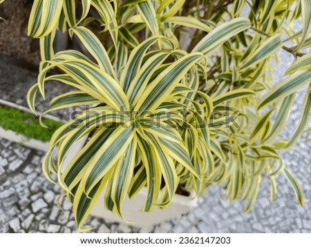 Leaves of Dracaena reflexa commonly called Indian song or pleomele. Planted in a large pot, it decorates the sidewalk. Royalty-Free Stock Photo #2362147203