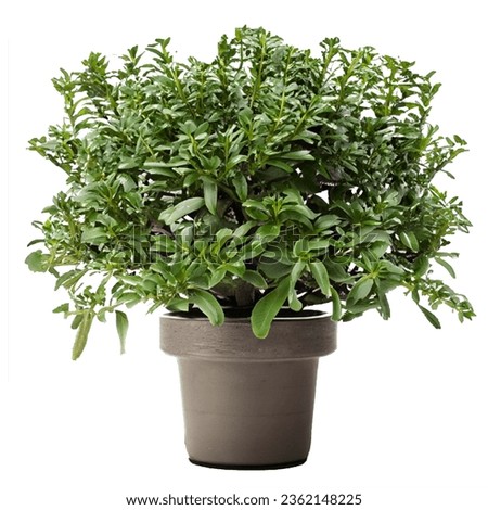 (Barometer Bush) flowering plants - ornamental plants grown in pots.