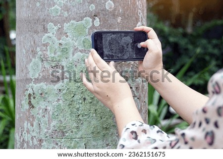 An Asian woman uses a camera phone to take pictures of lichens clinging to palm trunks for study. Lichens appear as stains on the bark of trees caused by mutualism. of fungi and algae.                