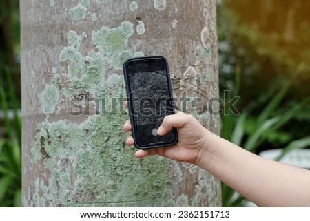 An Asian woman uses a camera phone to take pictures of lichens clinging to palm trunks for study. Lichens appear as stains on the bark of trees caused by mutualism. of fungi and algae.                