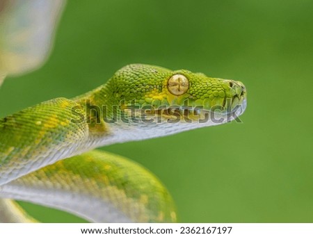 closeup of a green phyton selective focus green background Royalty-Free Stock Photo #2362167197